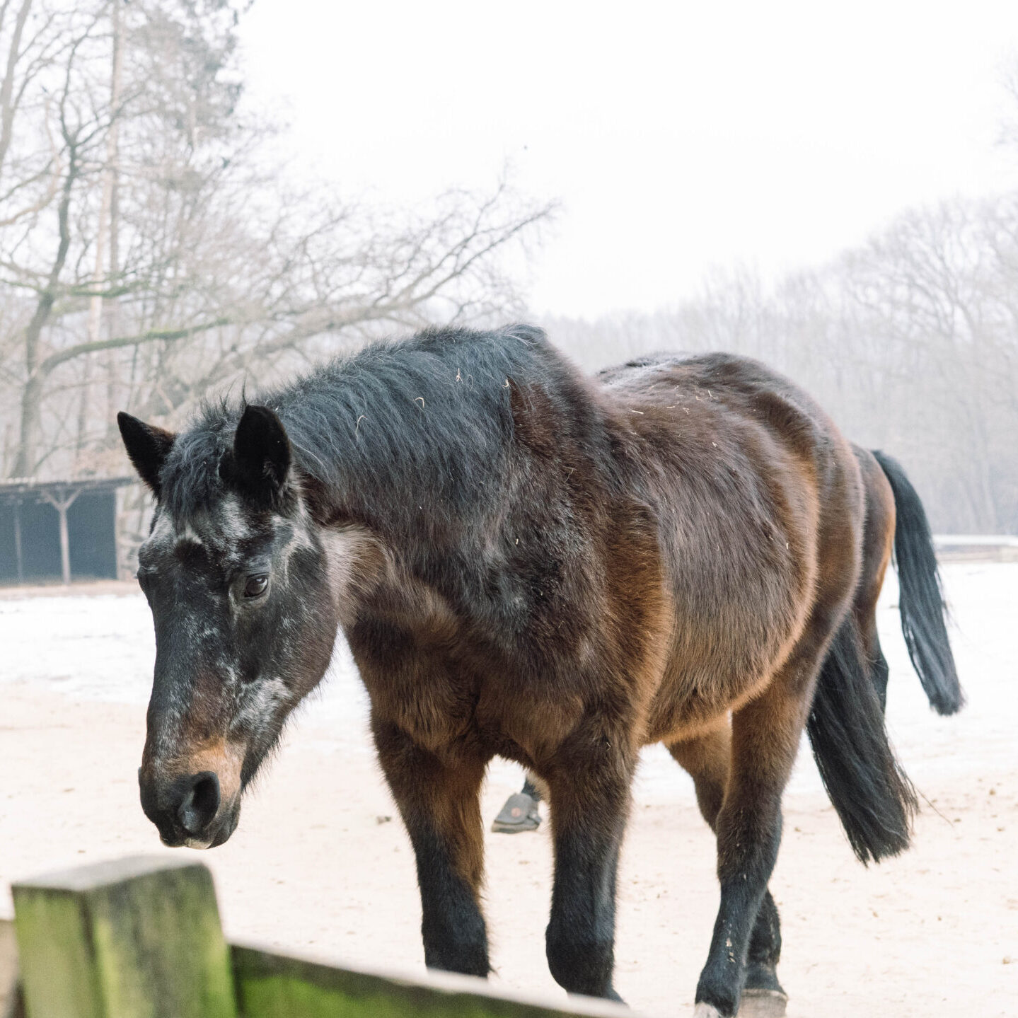 Rentner-DSC01807